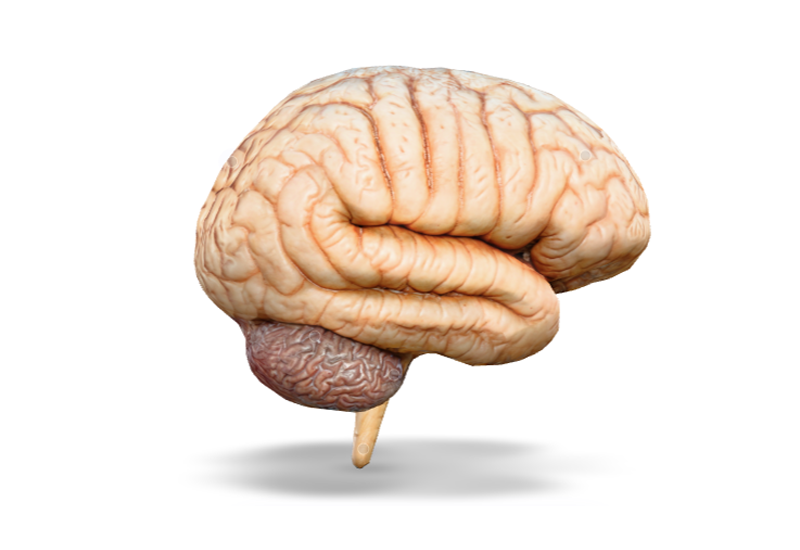Human Brain